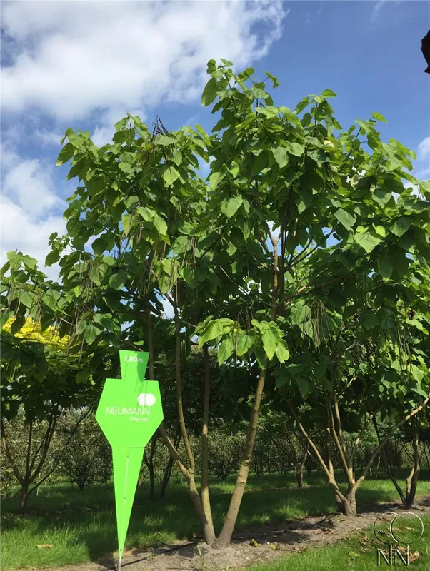 Catalpa bignonioides