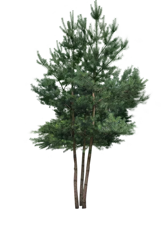 Pinus sylvestris