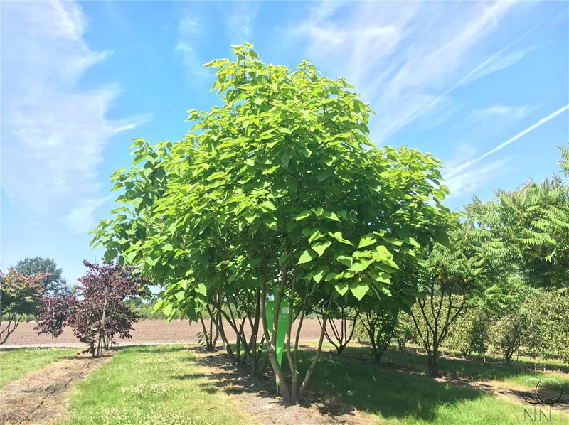 Catalpa bignonioides