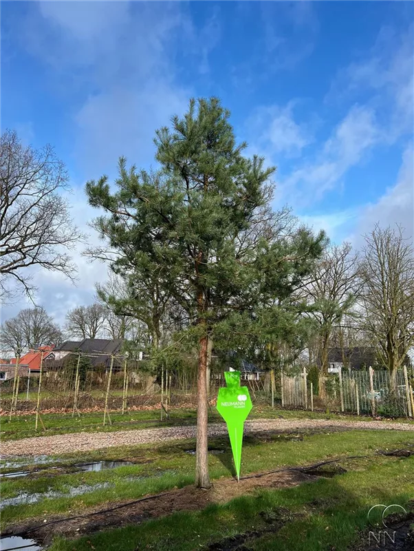 Pinus sylvestris