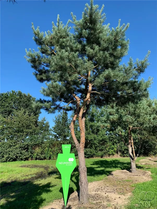 Pinus sylvestris