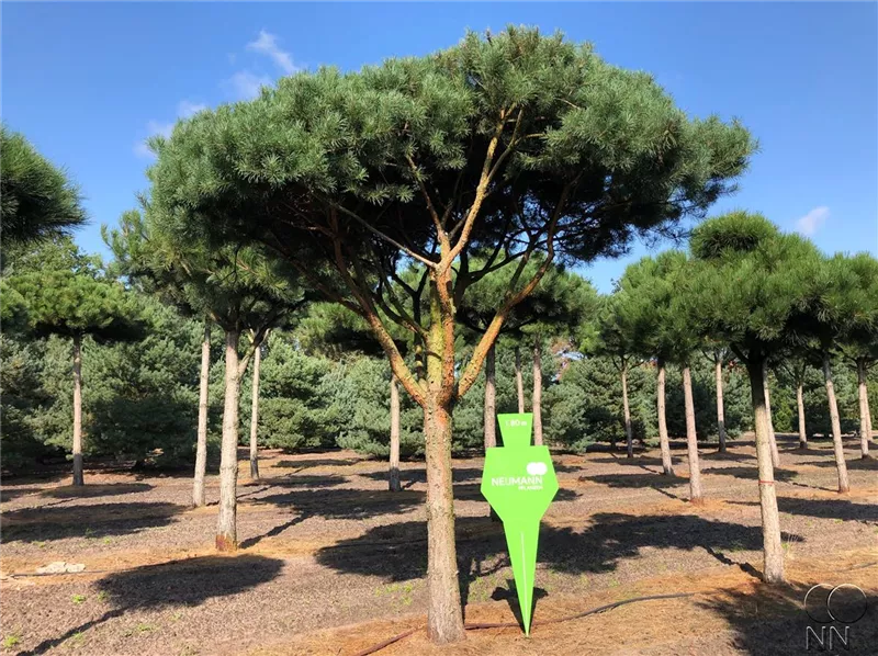 Pinus sylvestris