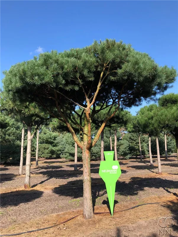 Pinus sylvestris