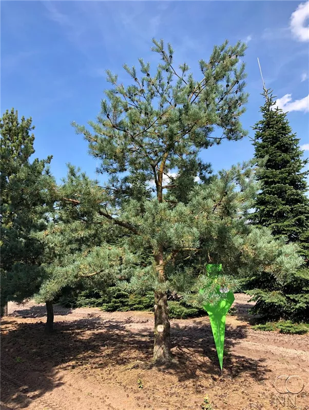 Pinus sylvestris