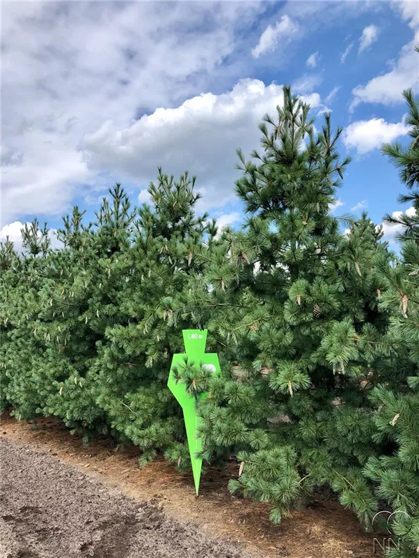 Pinus peuce