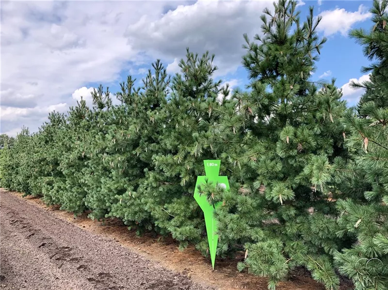 Pinus peuce