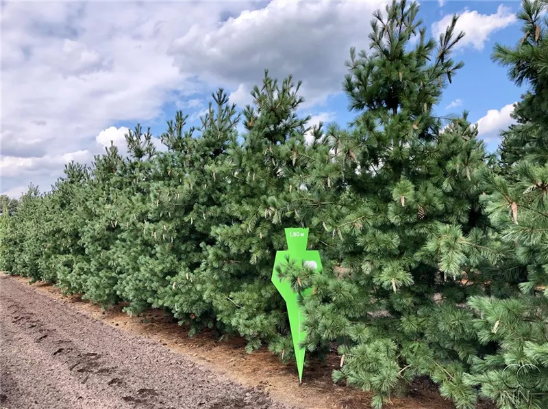 Pinus peuce