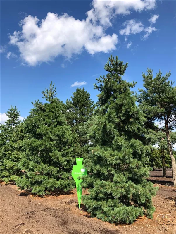 Pinus peuce