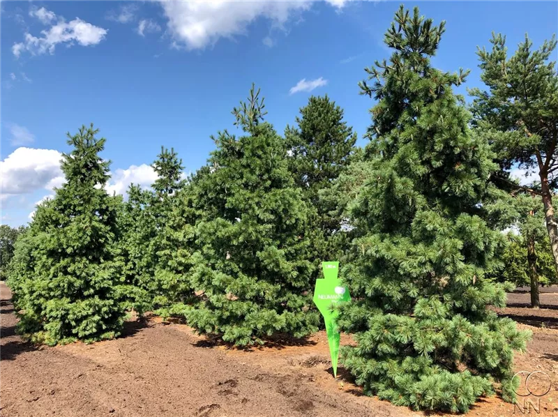Pinus peuce