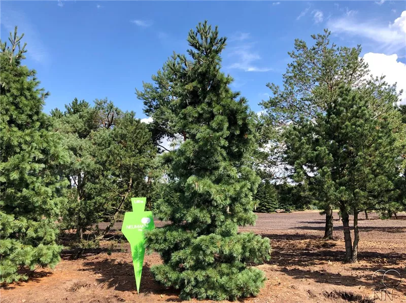 Pinus peuce