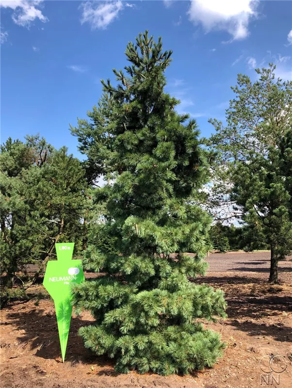 Pinus peuce
