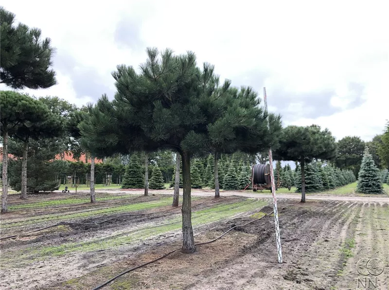 Pinus nigra ssp.nigra
