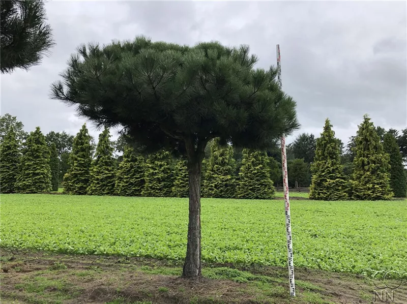 Pinus nigra ssp.nigra