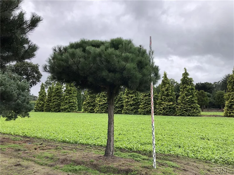 Pinus nigra ssp.nigra