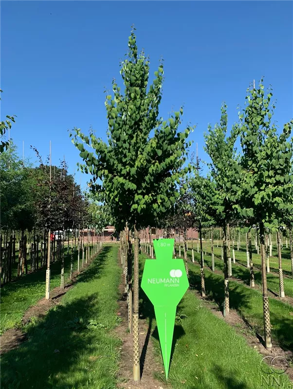 Cercidiphyllum japonicum