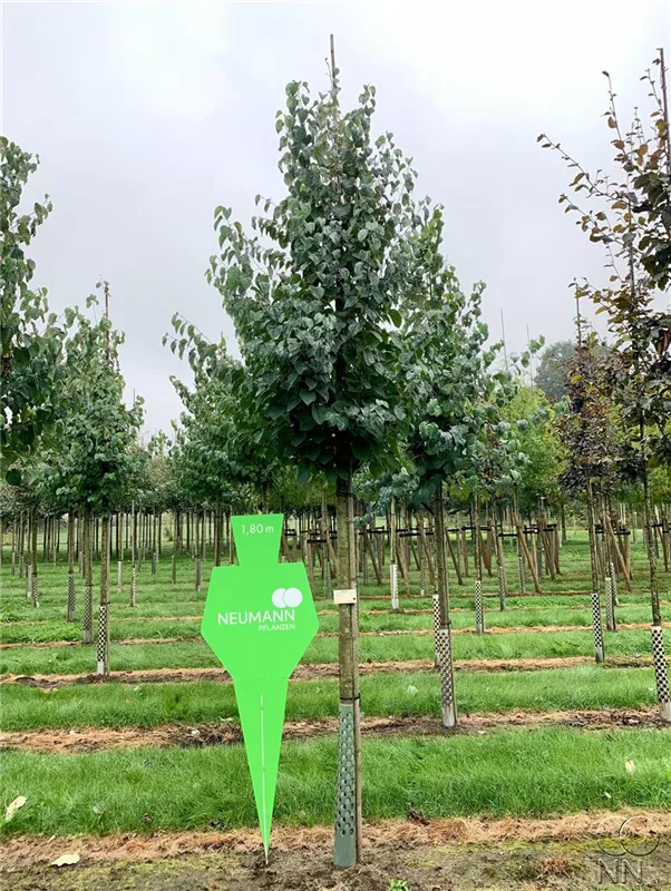 Cercidiphyllum japonicum