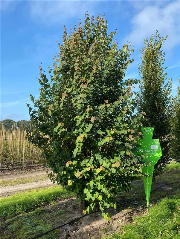 Cercidiphyllum japonicum