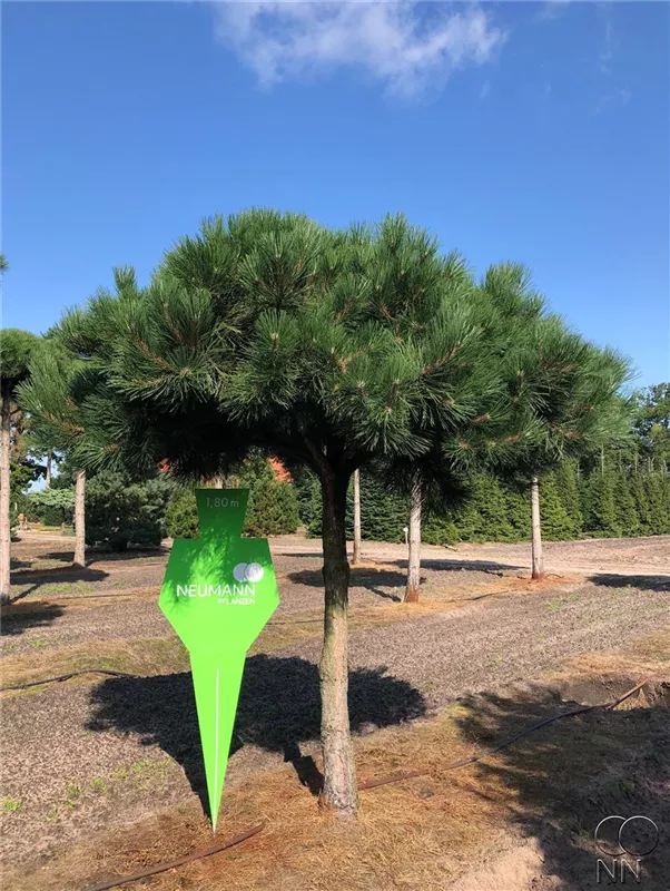 Pinus nigra ssp.nigra