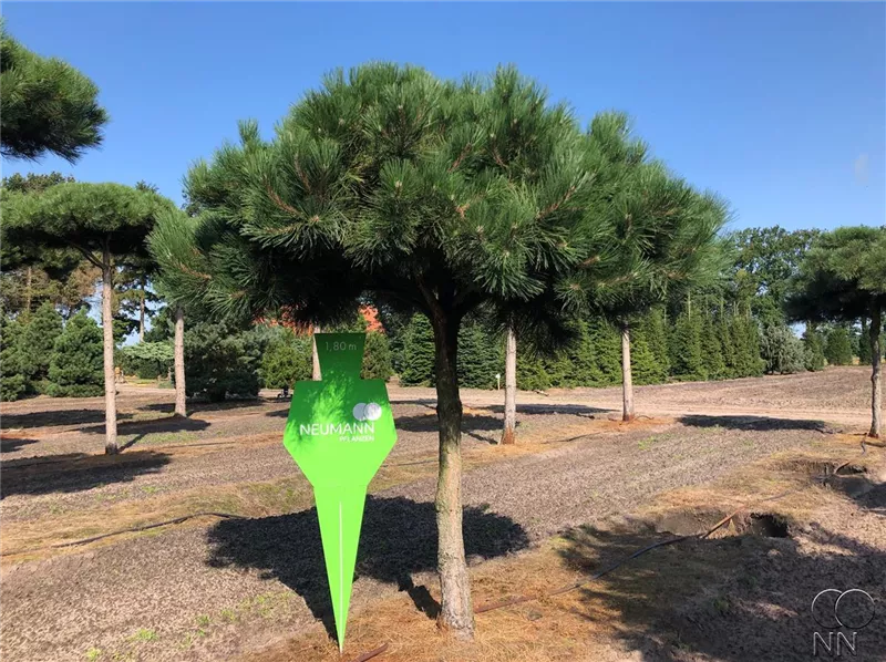 Pinus nigra ssp.nigra