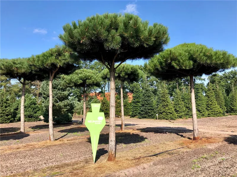 Pinus nigra ssp.nigra