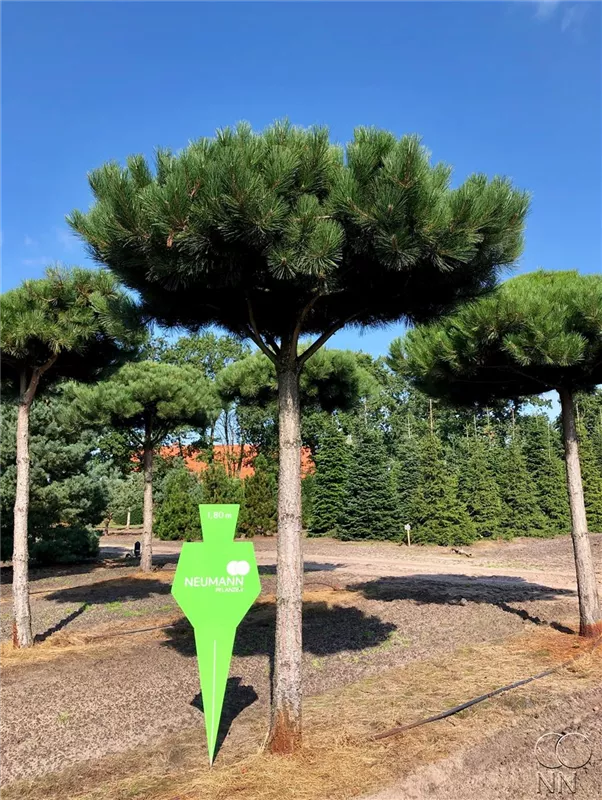 Pinus nigra ssp.nigra