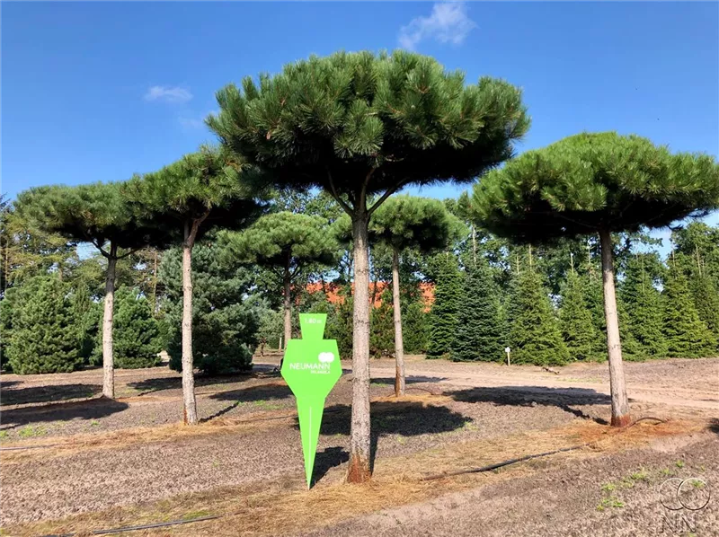 Pinus nigra ssp.nigra