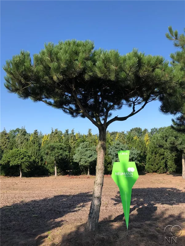 Pinus nigra ssp.nigra