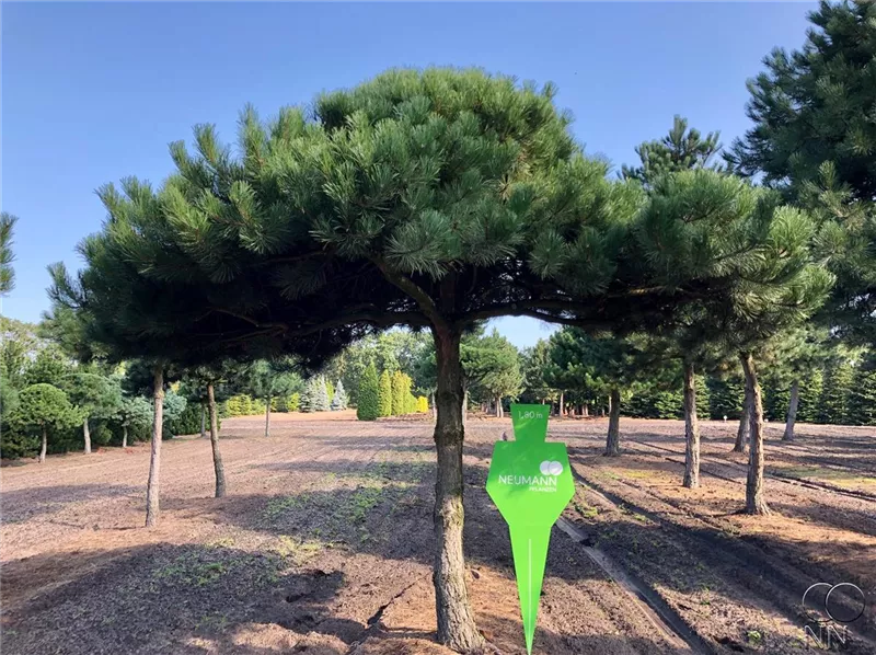 Pinus nigra ssp.nigra