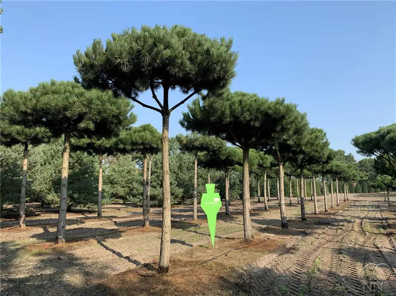 Pinus nigra ssp.nigra