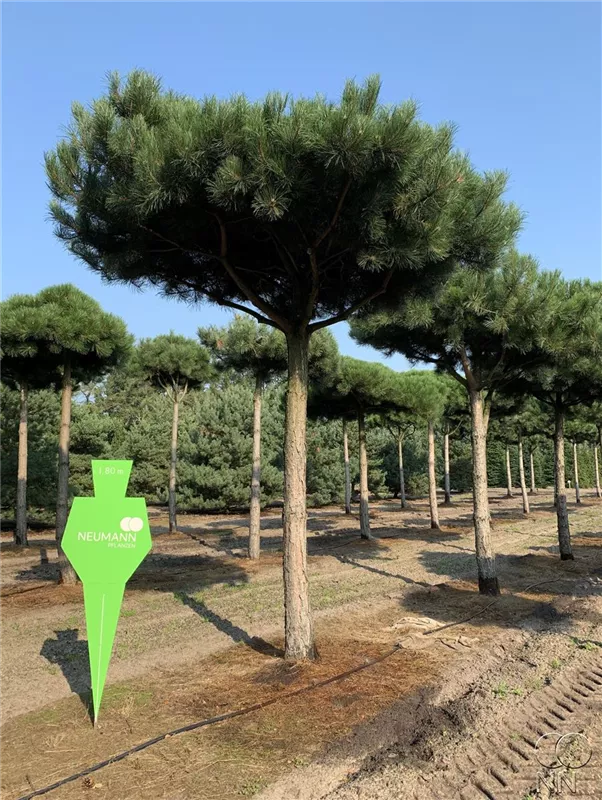 Pinus nigra ssp.nigra