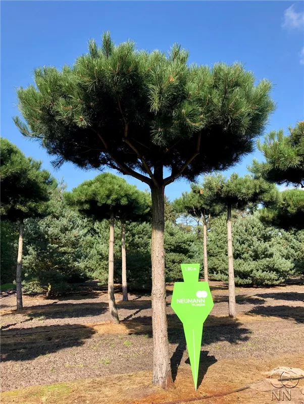 Pinus nigra ssp.nigra