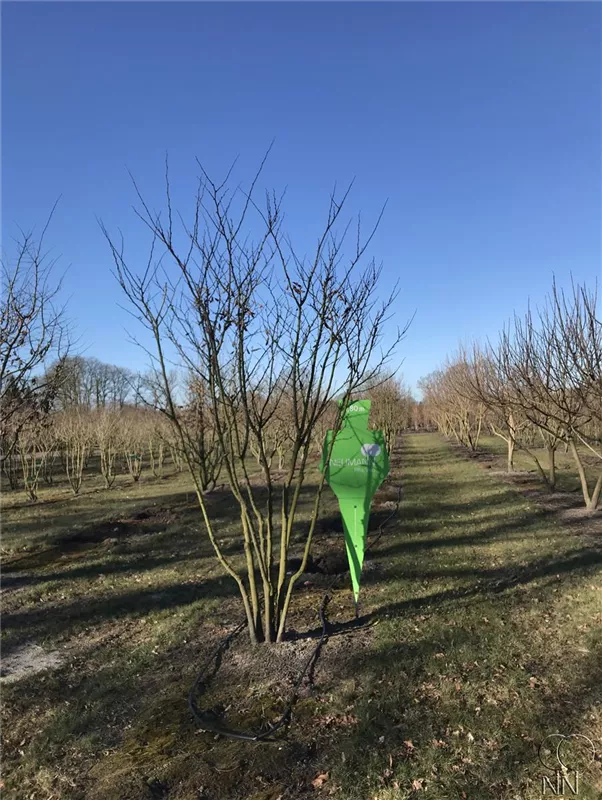 Cercis siliquastrum