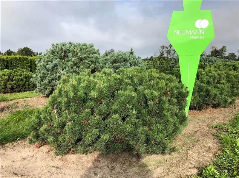 Pinus mugo pumilio