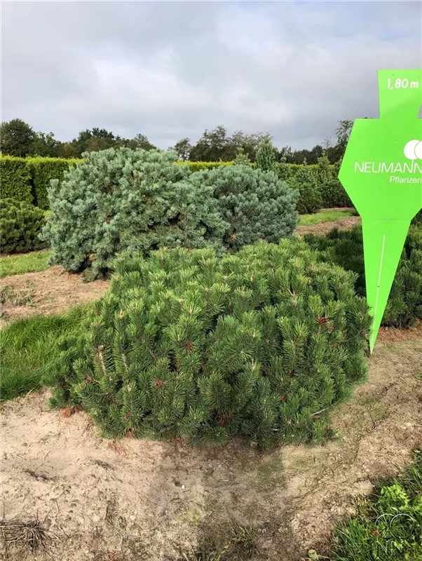 Pinus mugo pumilio