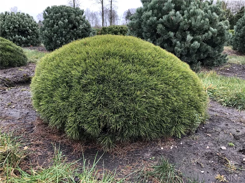 Pinus mugo pumilio