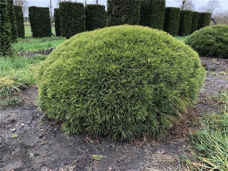 Pinus mugo pumilio
