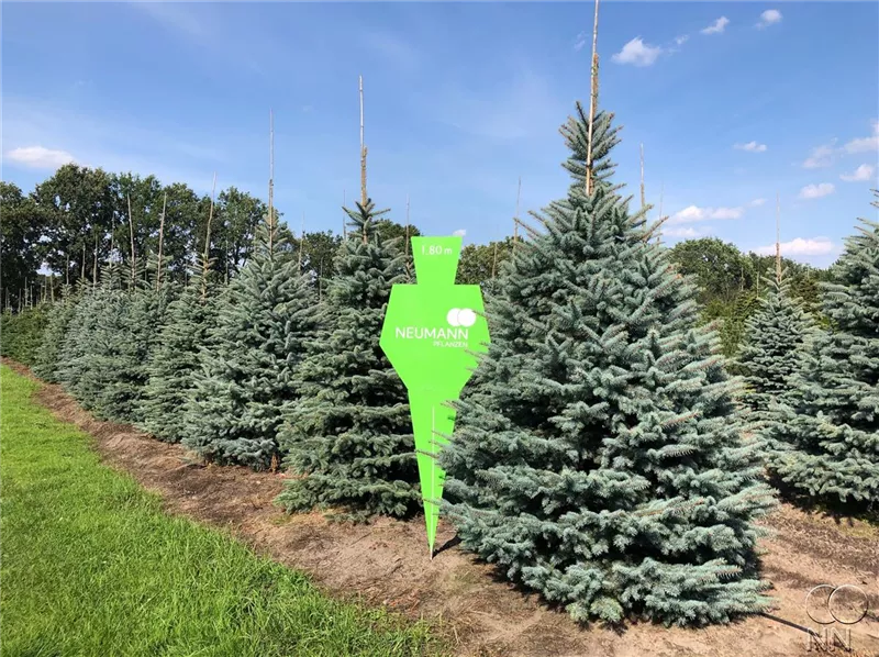Picea pungens glauca