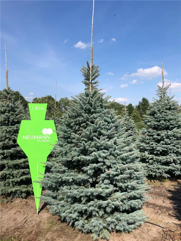 Picea pungens glauca