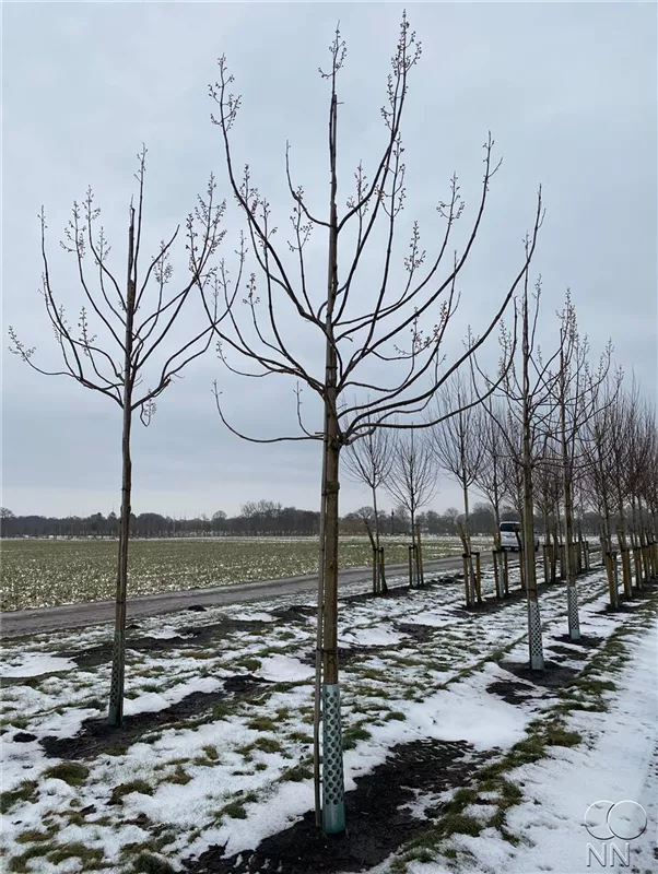Paulownia tomentosa