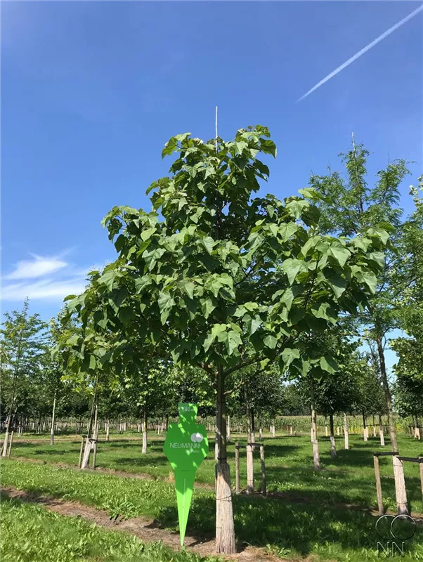 Paulownia tomentosa