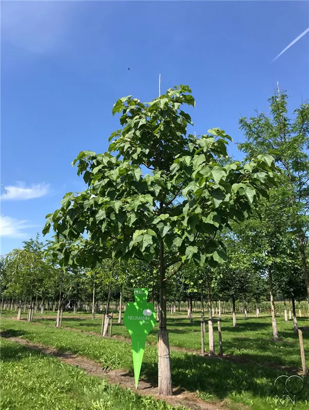 Paulownia tomentosa