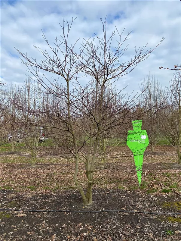 Cornus controversa