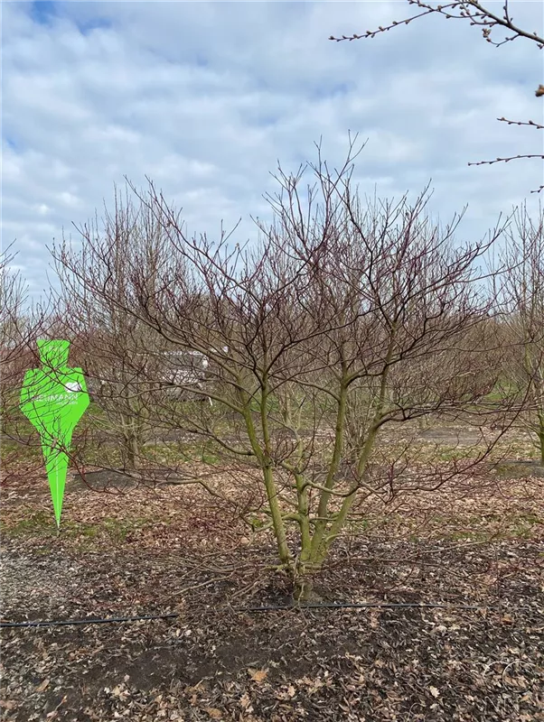 Cornus controversa