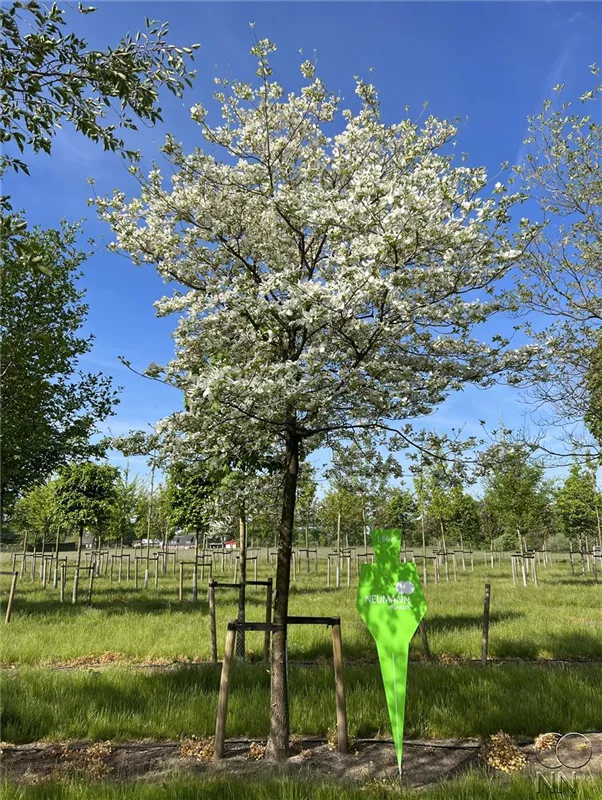 Cornus florida
