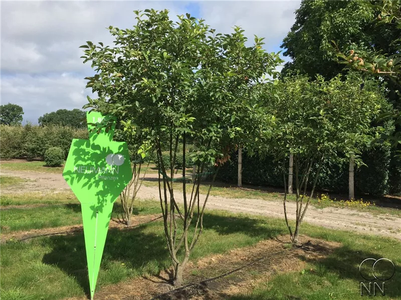 Malus 'Evereste' -R-