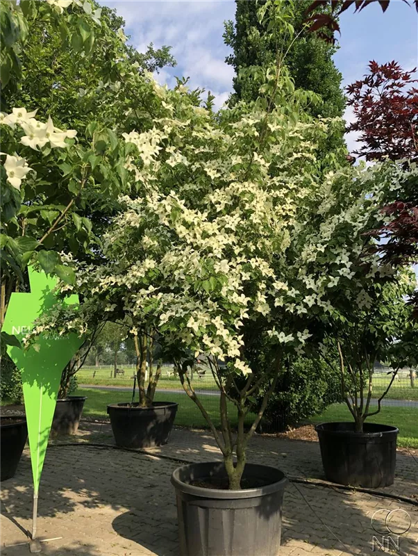 Cornus kousa chinensis