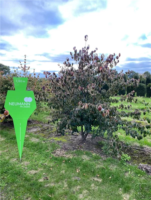 Cornus kousa chinensis