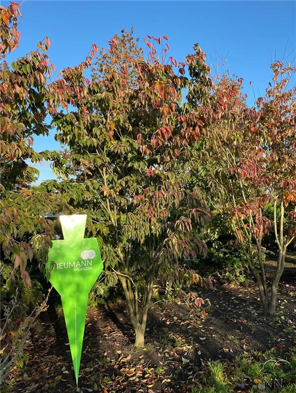 Cornus kousa chinensis