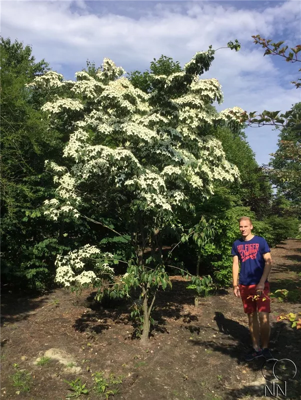 Cornus kousa chinensis