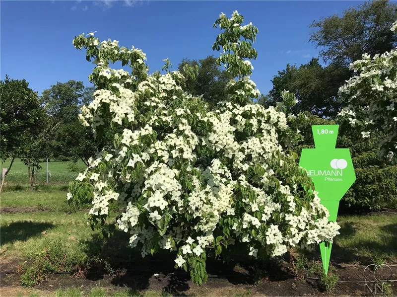 Cornus kousa chinensis
